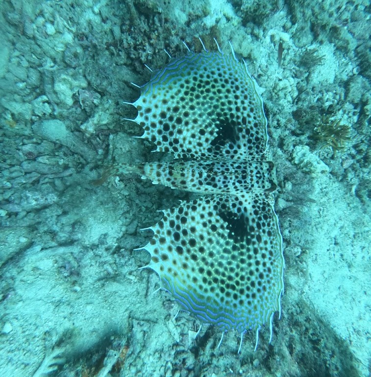 Divers In Flipflops