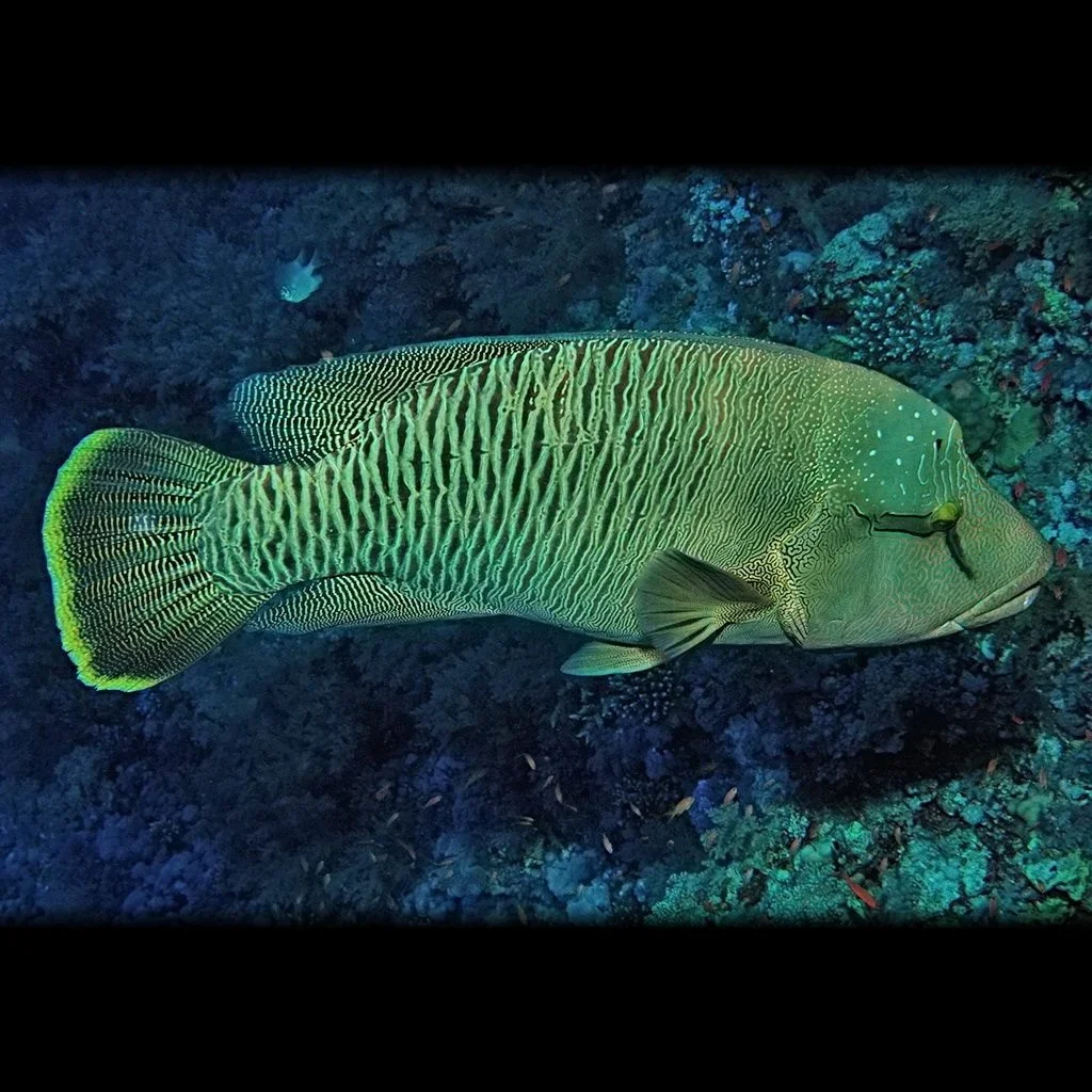 Humphead Wrasse